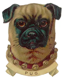 Portrait of a Pug