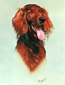 Dogs Collection: Portrait of a Red Setter