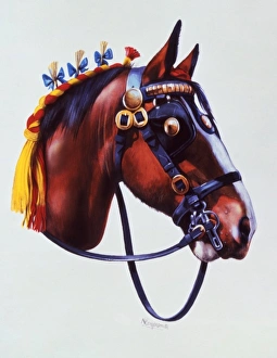Horses Gallery: Portrait of a working horse at a show