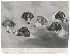 1850s Collection: Portraits of Royal Dogs