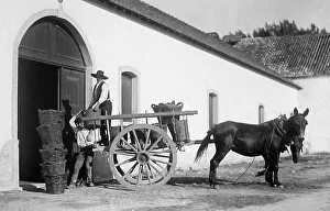 Portugal Bacalhoa in 1906