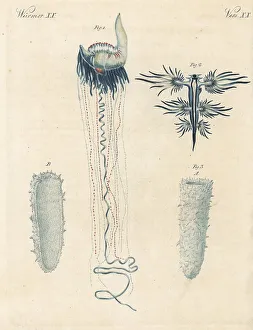 Jellyfish Prints: Portuguese man o war and other marine creatures