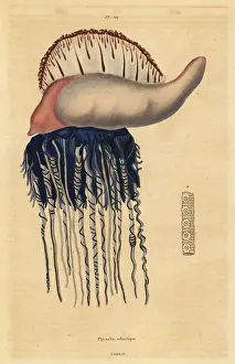 Naturelle Prints: Portuguese man-of-war, Physalia physalis