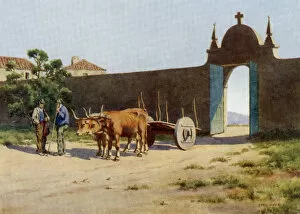 Acquaintance Gallery: Portuguese Ox-Cart