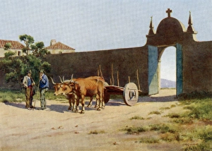 Acquaintance Gallery: Portuguese Ox-Cart