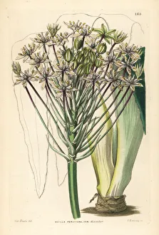 Peruvian Gallery: Portuguese squill, Scilla peruviana