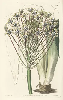 Miss Drake Prints: Portuguese squill, Scilla peruviana