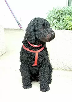 Portugal Collection: Portuguese water dog