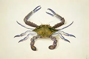 Portunus pelagicus, blue swimming crab