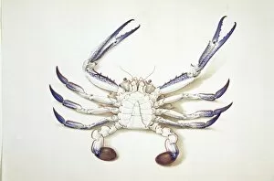 Crustacea Collection: Portunus pelagicus, blue swimming crab