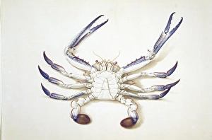 Crustacea Collection: Portunus pelagicus, blue swimming crab