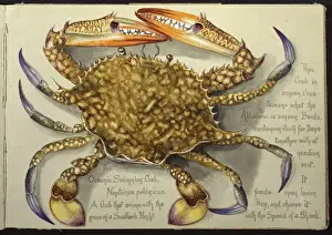 Portunus pelagicus, flower crab