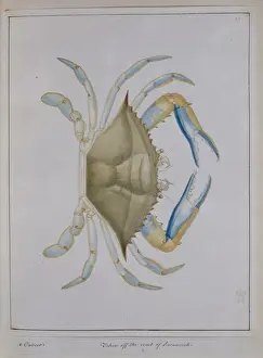 Claw Prints: Portunus pelagicus, flower crab