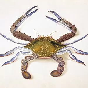 Crustacea Collection: Portunus pelagicus, flower crab