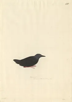 Forster Collection: Porzana tabuensis, spotless crake