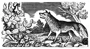 Fable Collection: Posada, Story of the Wolf and the Fox