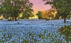 Flowerbed Collection: Postcard booklet, Bluebonnet flowers, Texas, USA