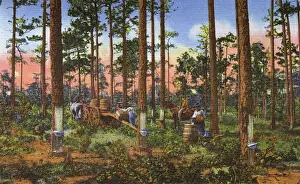 Postcard booklet, collecting gum from pine trees, USA