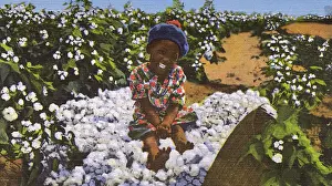 Agricultural Prints: Postcard booklet, little child sitting on cotton, USA