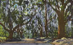 Draped Prints: Postcard booklet, oak trees draped with moss, USA