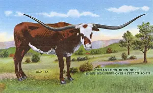Steer Prints: Postcard booklet, Old Tex, Long Horn Steer, Texas, USA