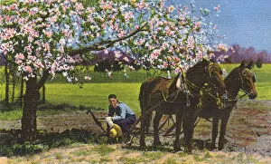 Labourer Collection: Postcard booklet, ploughing a field, Dixieland, USA