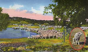 Postcard booklet, Sheep at San Angelo, Texas, USA