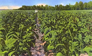 Dixieland Prints: Postcard booklet, southern tobacco field, USA