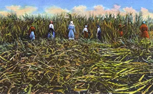 Piles Gallery: Postcard booklet, workers cutting sugar cane, USA