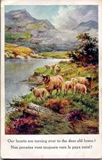 Sentimental Prints: Postcard, Waterside scene with sheep Date: early 20th century
