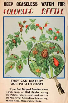 Vegetable Gallery: Poster, Keep ceaseless watch for Colorado Beetle