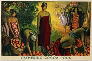 Colonialism Collection: Poster depicting cocoa pod gathering