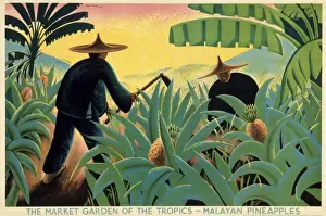 Malaysian Prints: Poster depicting Malayan pineapples