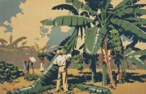 Cutting Gallery: Poster depicting people cutting bananas in Jamaica