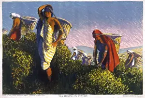 Poster depicting tea picking in Ceylon