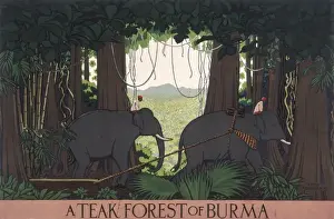 Teak Prints: Poster depicting a teak forest in Burma