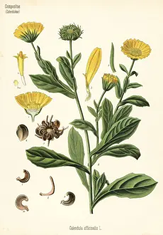 Adolph Prints: Pot marigold, Calendula officinalis
