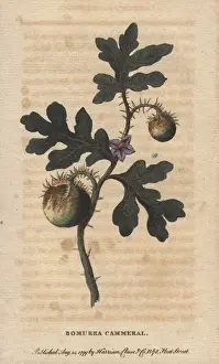 Solanum Prints: Potato apple fruit or Bomurra cammerral, Solanum sp?