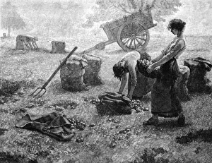 Images Dated 4th July 2017: Potato Crop, France