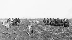 Crops Prints: Potato digging machines Moorhead Minnesota USA early 1900s