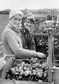 Cardigan Gallery: Potato harvest, Rafta Farm, St Levan, Cornwall