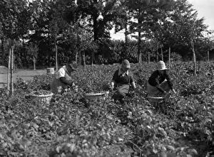 Pickers Prints: Potato Pickers 1930S