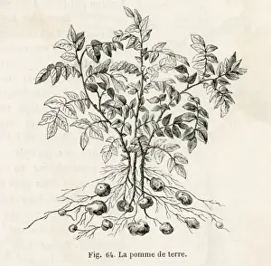 Potato Plant 19C