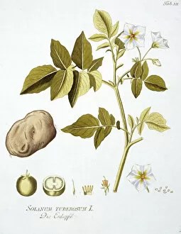 Asterid Gallery: Potato, Solanum tuberosum