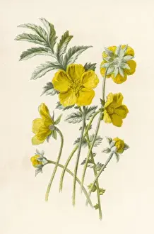 Potentilla Prints: Potentilla Anserina