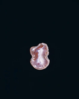 Agate Gallery: Potentilla nivea L. snow cinquefoil