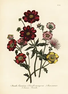 Flowered Prints: Potentilla species