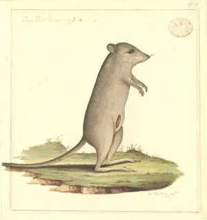 Marsupial Prints: Potorous tridactylus gilbertii, Gilberts potoroo