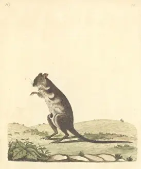 1743 1820 Prints: Potorous tridactylus, long-nosed potoroo