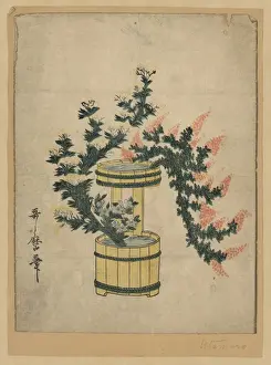 Grasses Prints: Potted autumn grasses and Rikka